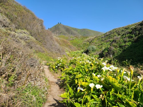 A scenic trail lined with white flowers, surrounded by green hills under a clear blue sky.