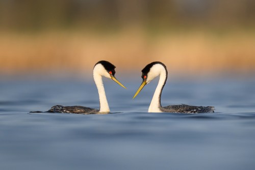 Two elegant birds with black and white plumage face each other in calm water, surrounded by a blurred natural background.