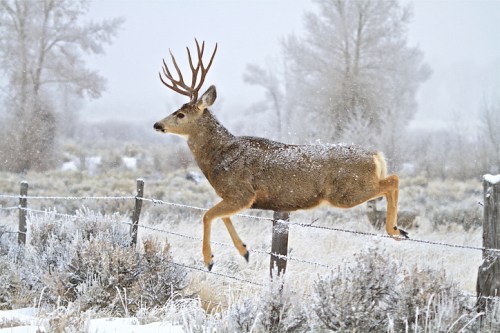 A deer leaps over a barbed wire fence in a snowy landscape, surrounded by frosted trees and shrubs.