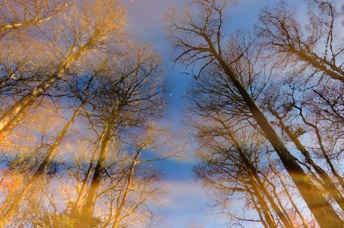 Reflection of bare trees against a blue sky, creating a dreamy, abstract effect with warm light tones.