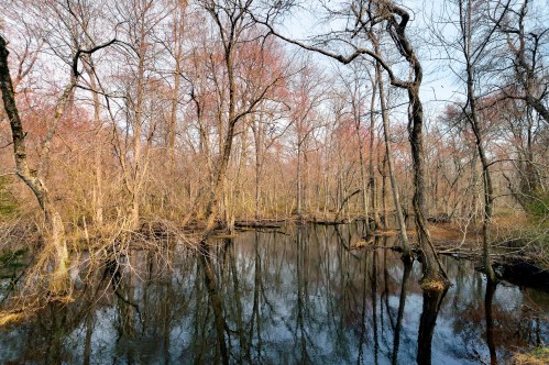 A serene wetland scene with bare trees reflecting in calm water under a clear sky.