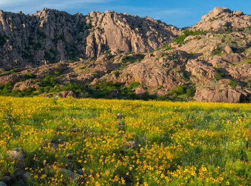 A vibrant field of yellow flowers in front of rocky hills under a clear blue sky.