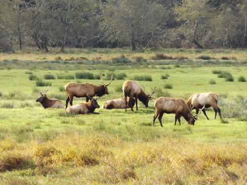 A group of elk grazing and resting in a grassy meadow surrounded by trees.