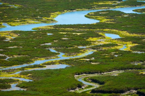 Aerial view of a winding river surrounded by lush green marshland and patches of water.
