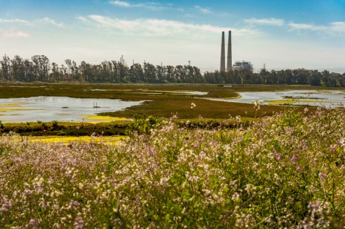 A scenic view of a wetland with blooming flowers in the foreground and industrial smokestacks in the background.