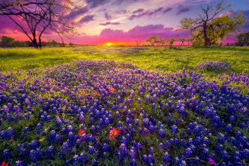 A vibrant field of bluebonnets and wildflowers under a colorful sunset sky, with trees in the background.