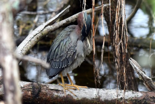 A small bird with green and brown plumage stands among branches near water, partially hidden by hanging vegetation.