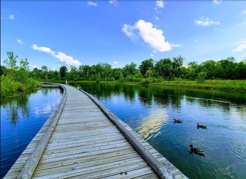 A wooden boardwalk curves through a serene lake, with ducks swimming and lush greenery under a blue sky.