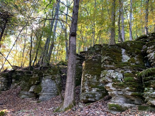 A forest scene featuring moss-covered rocks and tall trees with autumn foliage. Sunlight filters through the leaves.
