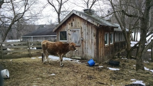 A brown cow stands near a rustic wooden barn surrounded by bare trees and patches of snow.