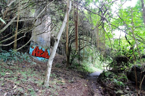 A narrow path through dense greenery, with a graffiti-covered wall partially visible among the trees.