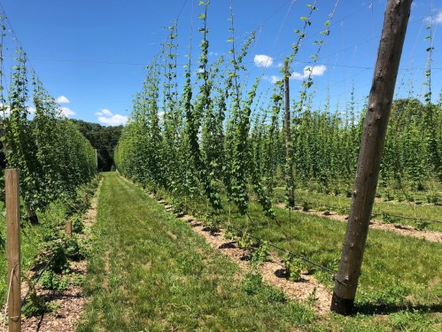A sunny hop field with tall green plants growing on trellises, lined by a grassy path under a clear blue sky.