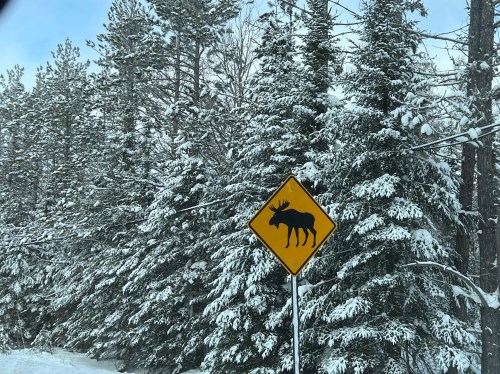 A yellow moose crossing sign in front of snow-covered evergreen trees.