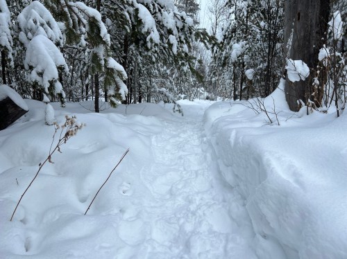 A snowy path winding through a forest, flanked by snow-covered trees and bushes.