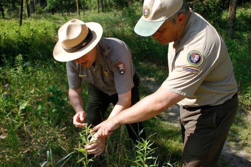 Two park rangers examine a plant in a lush green forest, discussing its features and characteristics.