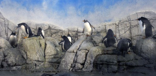 A group of penguins on rocky terrain, with a blue sky in the background. Some are standing, others are moving.