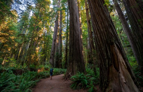 A person walks along a trail surrounded by towering redwood trees and lush greenery in a serene forest.