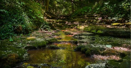 A serene forest scene featuring a moss-covered rocky stream surrounded by lush greenery.