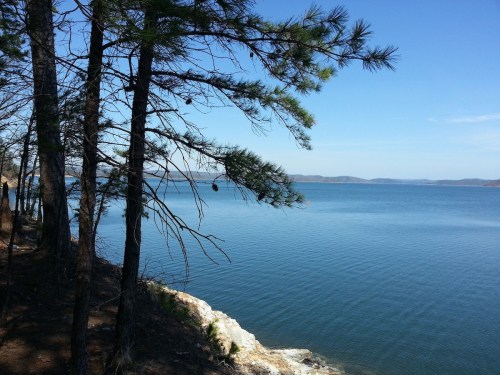 A serene lake view framed by pine trees under a clear blue sky, with distant hills on the horizon.