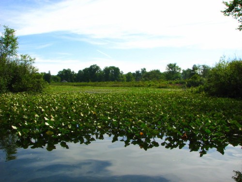 A serene pond covered with lily pads, surrounded by lush greenery and a clear blue sky.