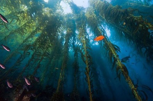 Underwater scene featuring tall kelp, colorful fish, and sunlight filtering through the water.