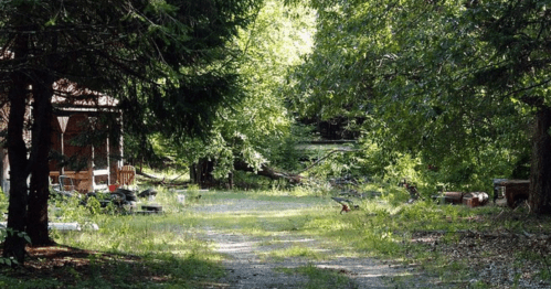 A narrow, overgrown path leads through a lush green forest, with scattered debris and a cabin partially visible in the background.