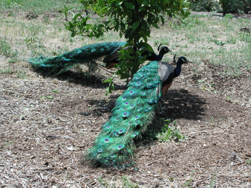 Two peacocks with vibrant green and blue plumage stand in a grassy area, partially hidden by a bush.