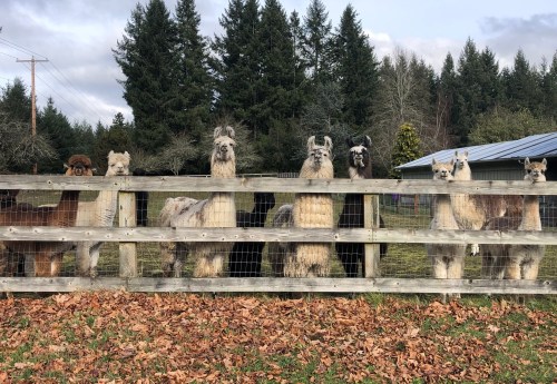 A group of llamas standing behind a wooden fence, surrounded by trees and grass, with a cloudy sky above.