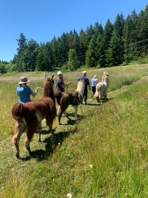 A group of people walking with llamas through a sunny, green field surrounded by trees.