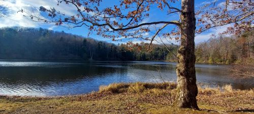 A serene lake surrounded by trees, with clear blue skies and autumn leaves scattered on the ground.