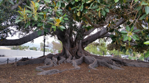 A large tree with a thick trunk and sprawling roots, surrounded by green leaves and a gravel ground.