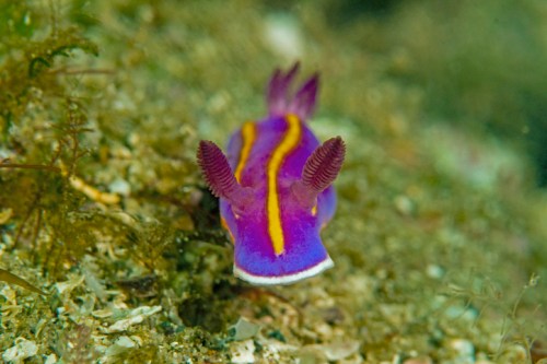 A vibrant purple and yellow sea slug with feathery appendages glides over a sandy ocean floor.