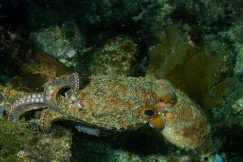 Two octopuses interacting on the ocean floor, surrounded by rocks and marine vegetation.