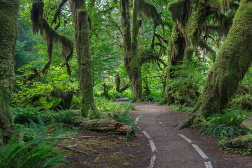 A winding path through a lush, green forest with moss-covered trees and ferns.