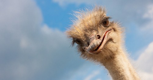 Closeup of a tilted ostrich head.