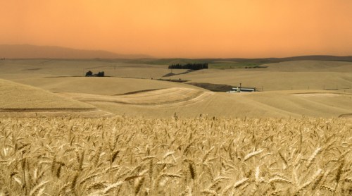 Golden wheat fields stretch across rolling hills under a warm, orange sky at sunset.
