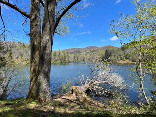 A serene lake surrounded by trees and mountains under a clear blue sky, with a fallen tree in the foreground.