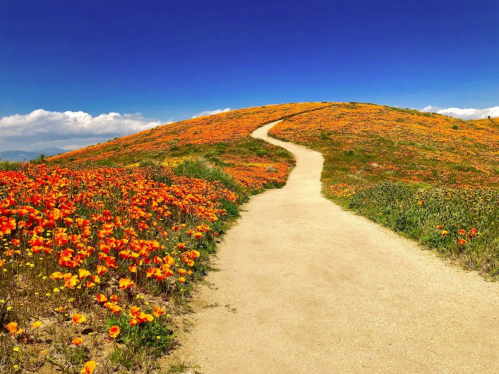 A winding path through a vibrant field of orange poppies under a clear blue sky.
