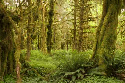 Lush green forest with tall, moss-covered trees and ferns, creating a serene, natural atmosphere.