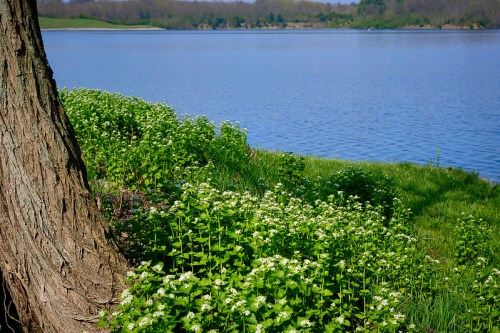 A serene lakeside scene with blooming white flowers and a tree trunk in the foreground, surrounded by lush greenery.