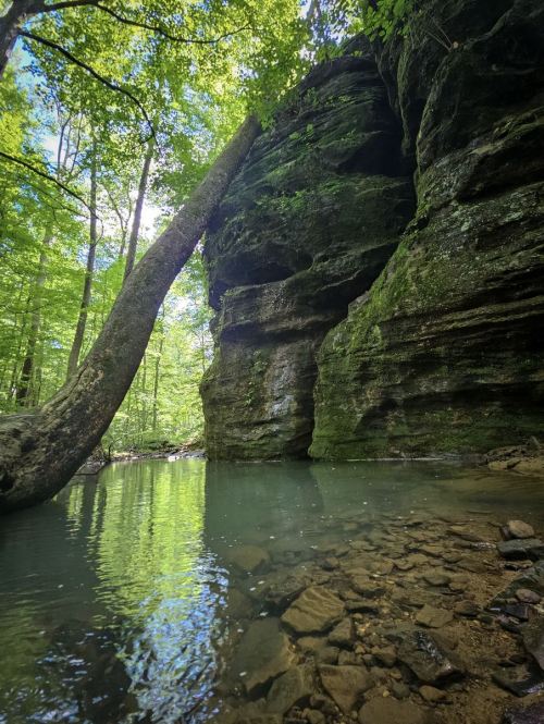 A serene forest scene featuring a rocky cliff, a leaning tree, and calm water reflecting the greenery above.