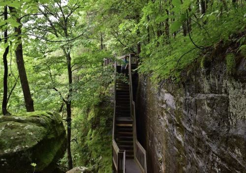 A wooden staircase winds through a lush green forest, flanked by moss-covered rocks and trees.
