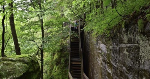 A wooden staircase leads through lush greenery and rocky terrain in a forested area.