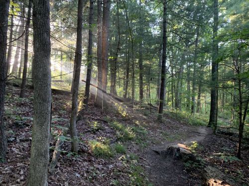 Sunlight filters through trees in a serene forest, illuminating a winding path covered in leaves.