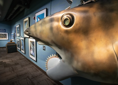 A large shark sculpture in an exhibit, with framed photos of marine life on the wall behind it.