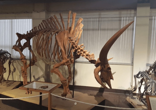 A large dinosaur skeleton with a prominent horn displayed in a museum setting, alongside smaller skeletons.