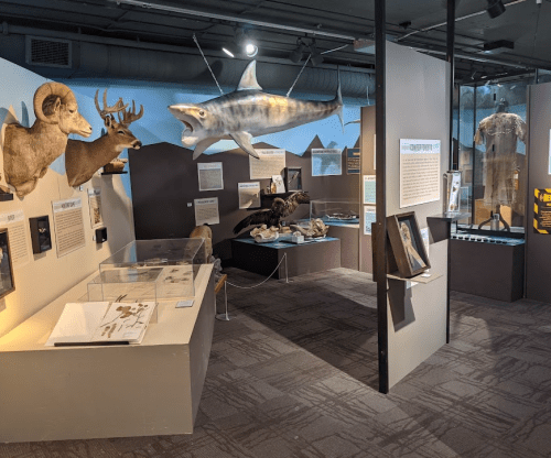 Exhibit featuring mounted animals, a shark model, and informational displays in a museum setting.