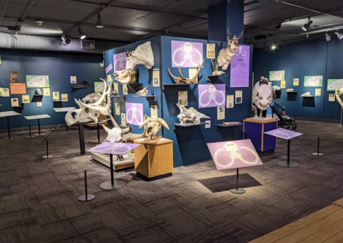 A museum exhibit featuring various animal skulls and informative displays on a blue wall.