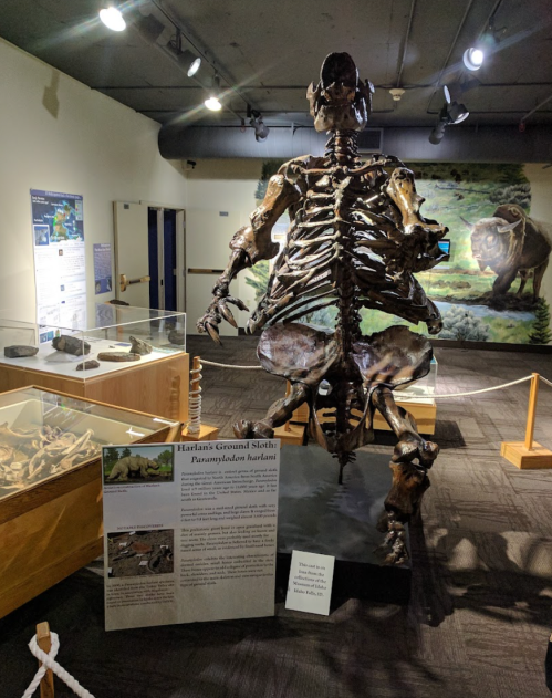A skeleton of Harlan's Ground Sloth displayed in a museum, with an informational sign nearby.