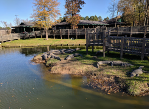 A group of alligators sunbathing on the shore near a pond, with wooden walkways and trees in the background.